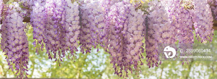 Panoramic image of blooming wisteria