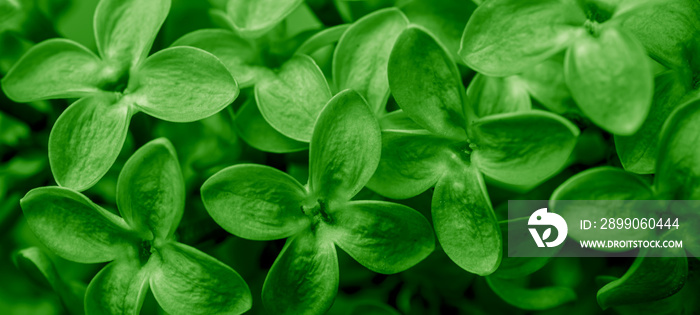 green lilac flowers, abstract macro photo for background