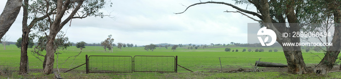 panoramic views of flowing green hills and sheep farms with native trees and paddocks and beautiful clouds in the sky, rural Victoria, Australia