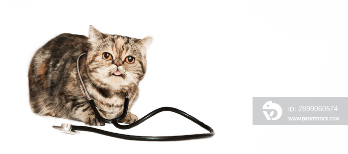 Vet clinic. Treatment of animals. Scottish cat sits on a table with a phonendoscope dressed on white background copy space.Veterinary