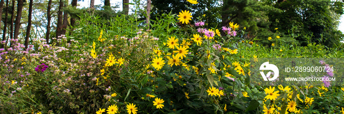 Panorama of native wildflowers on the prairie at Moraine Hills State Park in Illinois