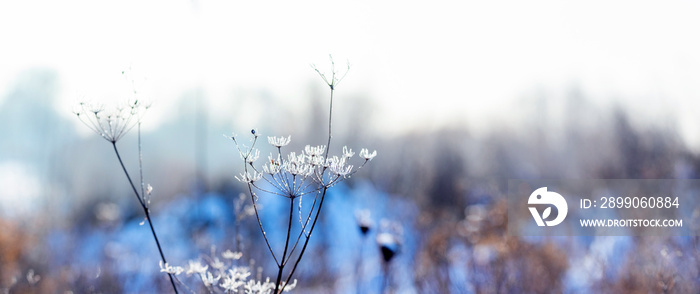 Frost-covered stalks of dried plants in the meadow in winter on a blurred background, winter background