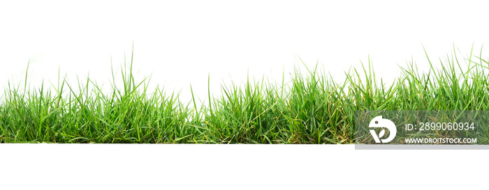 green grass isolate on white background