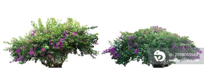 Bush flower of bougainvillea on isolated white background with copy space and clipping path. Plant tree in the garden.