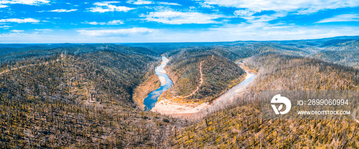 Australian forest regenerating after bush fires - aerial panorama