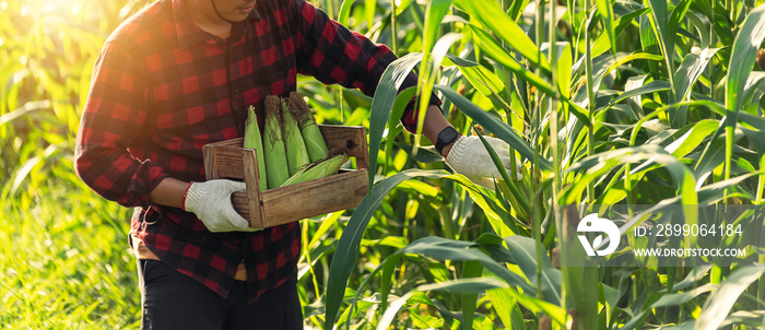 farmer working in a field, Farmer in the field collects corn in a wooden box