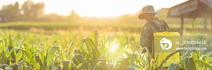 Farmers are using chemical sprayers on their farm fields. to prevent insects To nourish plants. Use of agricultural chemicals.