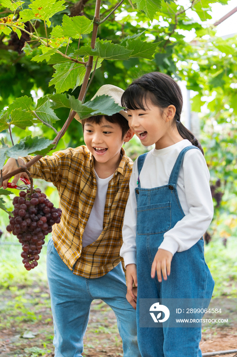 小朋友在果园摘葡萄