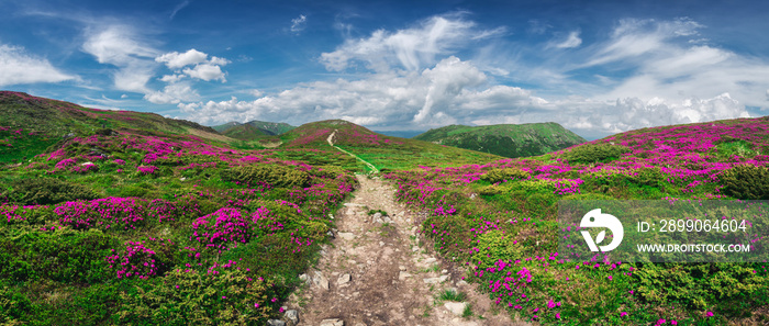 Magic pink rhododendron flowers on summer mountain. Blue sky and fluffy clouds. Chornohora ridge, Carpathians, Ukraine, Europe