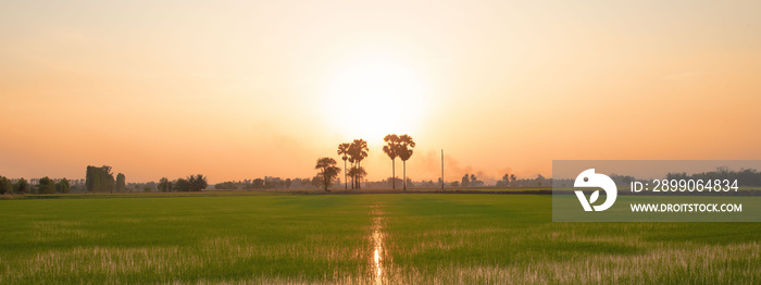 Panorama of rice fields in the evening.