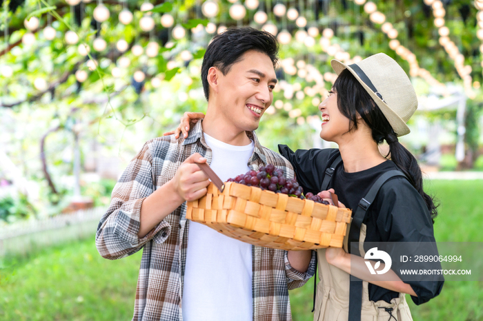 年轻夫妻在果园采摘葡萄