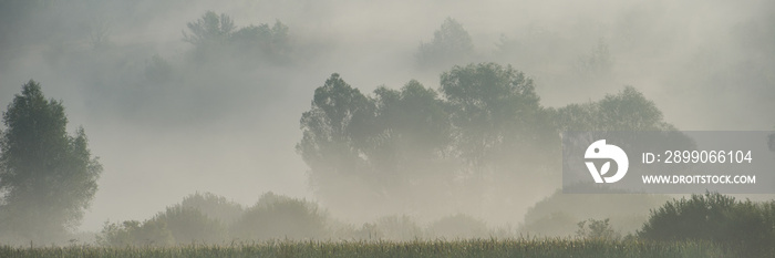 foggy morning on a meadow in a rural hilly region. Summer season, August.