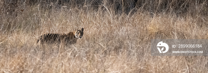 A tiger hidden in the tall grass in India, Madhya Pradesh