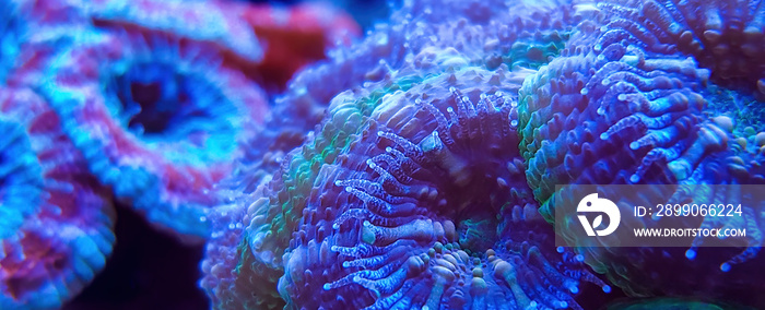 Macro photography  of ACANTHASTREA ECHINATA coral  in reef aquarium under blue light .Selective focus.