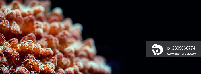 Underwater photo, close up of orange red coral emitting fluorescent light. Shallow depth of field photo - only few tentacles in focus, abstract marine background space for text right side