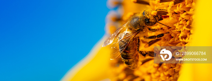 Bee and sunflower, selective focus. Macro. close-up