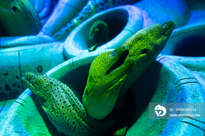 亚特兰蒂斯酒店水族馆