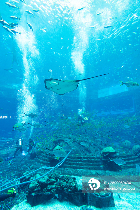 亚特兰蒂斯酒店水族馆