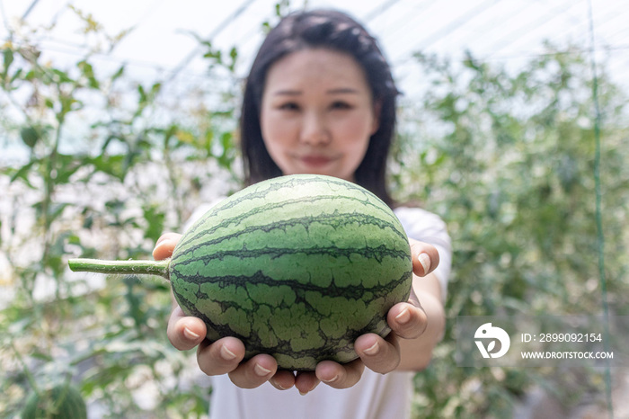 快乐的年轻女人在种植大棚采摘西瓜