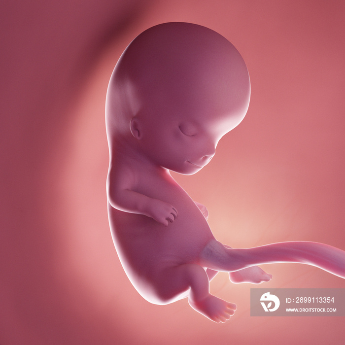 3d rendered medically accurate illustration of a human fetus - week 10