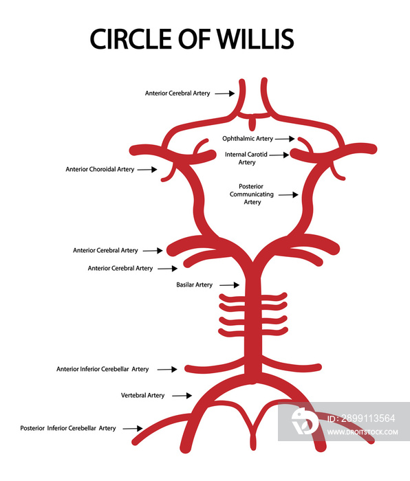 Circle of Willis Anatomy structures.  Arterial Supply to the Brain