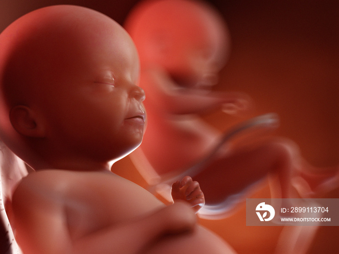 3d rendered illustration of twin fetuses - week 22