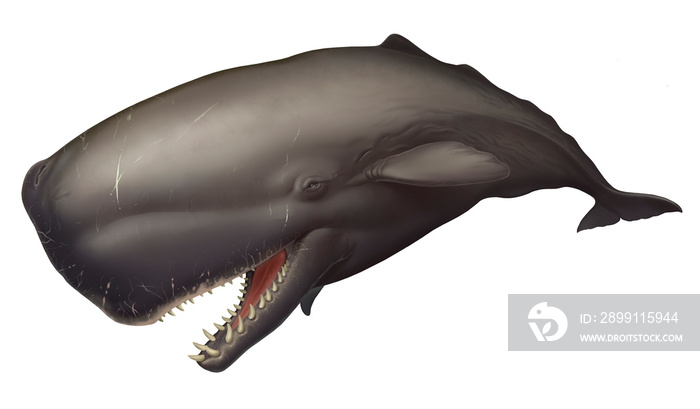 Big sperm whale realistic illustration isolated. Huge Sperm whale with open mouth and large, sharp t