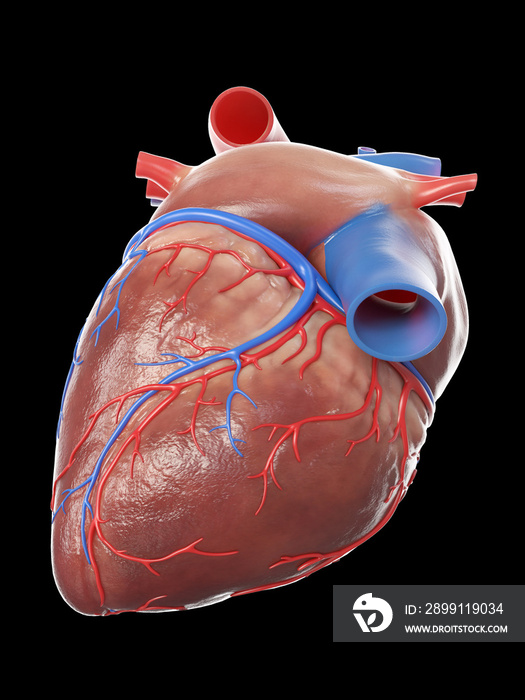 健康人类心脏的三维医学精确图示