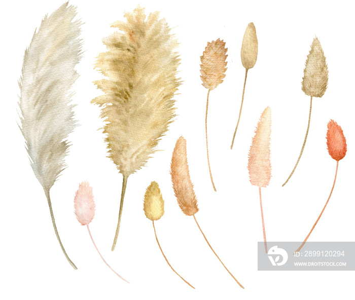 Watercolor dried tropical herbs. Exotic savannah clipart isolated on the white background. Hand-draw