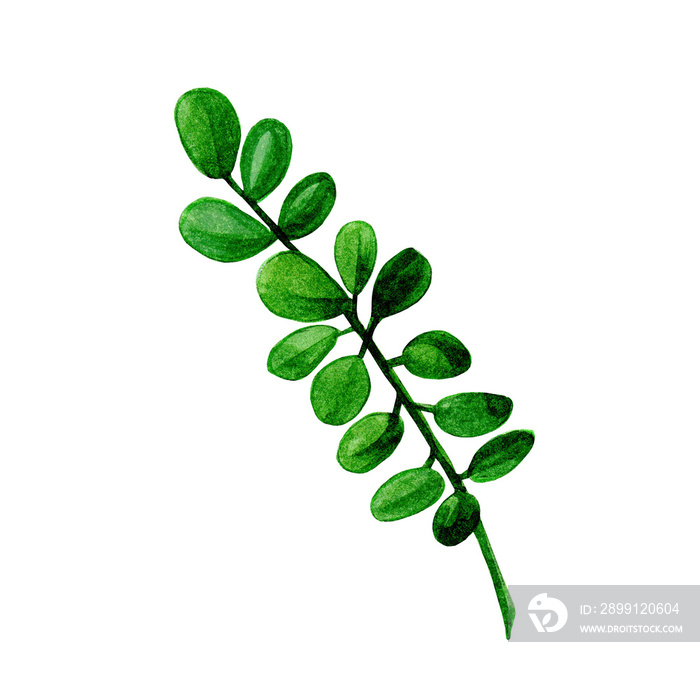 Watercolor boxwood branch with green leaves isolated in white background.Nature design element for i