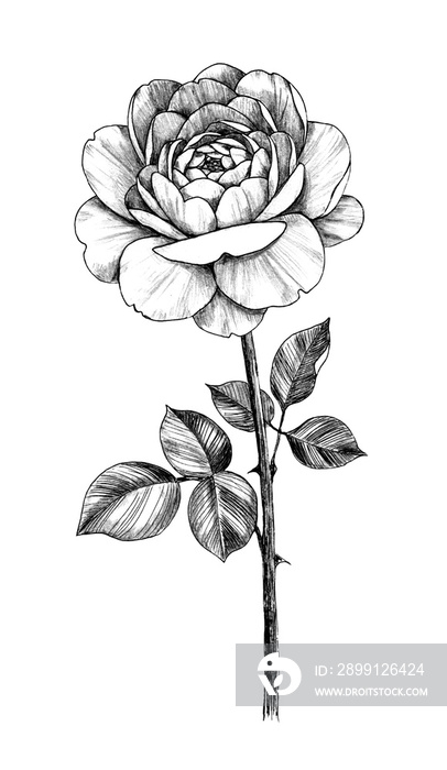 Hand drawn Rose with Leaves