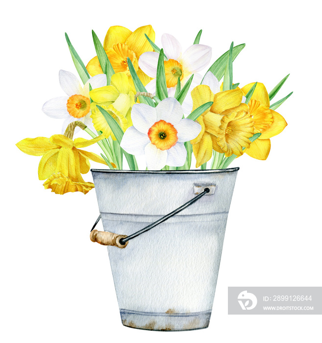 Spring bouquet with white and yellow daffodils flowers in bucket. Watercolor illustration isolated o