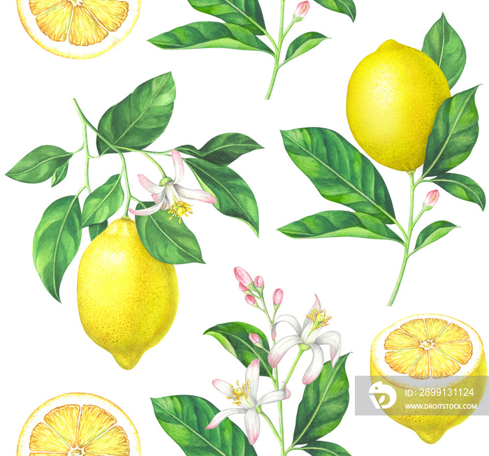 白底水彩柠檬图案