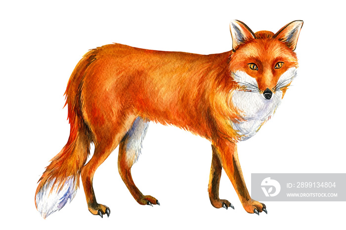 Red fox on white background, watercolor drawings, animals for print