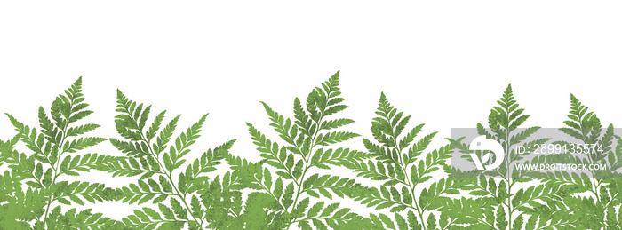 无缝涂鸦蕨类植物叶子边界。白色背景上的水平画。手工插图。