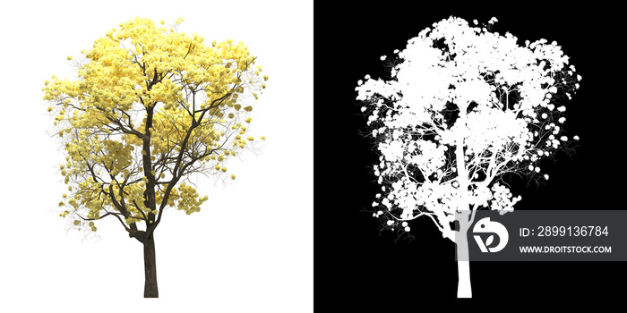 树的左视图（Tabebuia Chrysantha）png，带有alpha通道以剪切3D渲染。对于森林
1633792845,神奇、多彩、美丽的效果。抽象环境中的气泡。