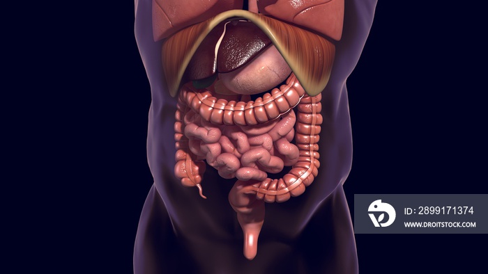 Human organs lungs and digestive system 3D render