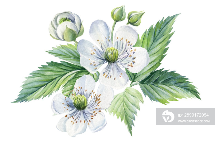 White flowers of blackberry on a branch, isolated white background. Watercolor botanical illustratio