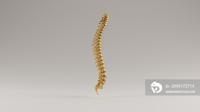 Gold Spine Vertebrae Backbone Side View 3d illustration 3d render