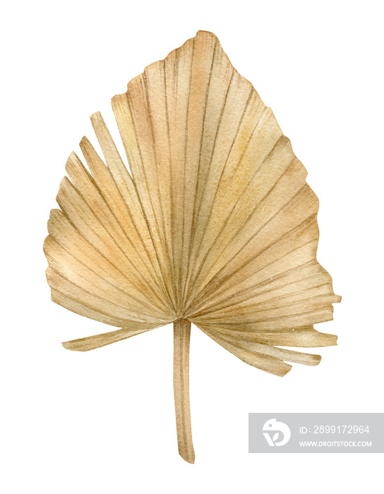 Watercolor golden dried fan palm leaf. Exotic beige clipart isolated on the white background. Hand-d