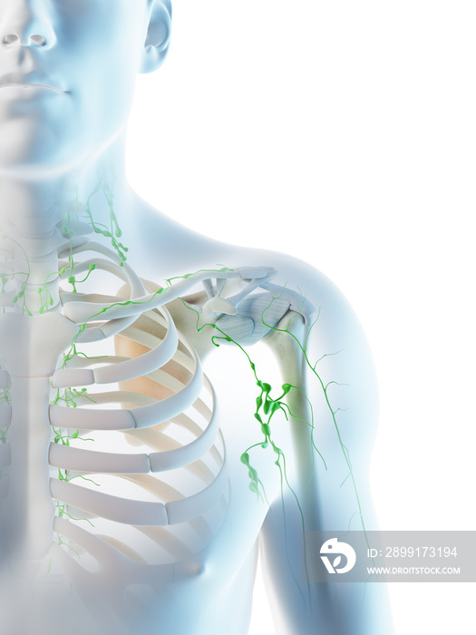 3d rendered illustration of a mans lymph nodes of the shoulder area