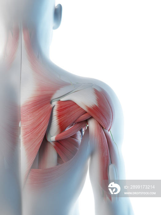 3d rendered illustration of a mans anatomy of the shoulder