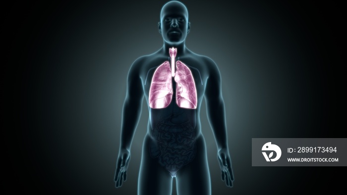 3d illustration of human body lungs anatomy