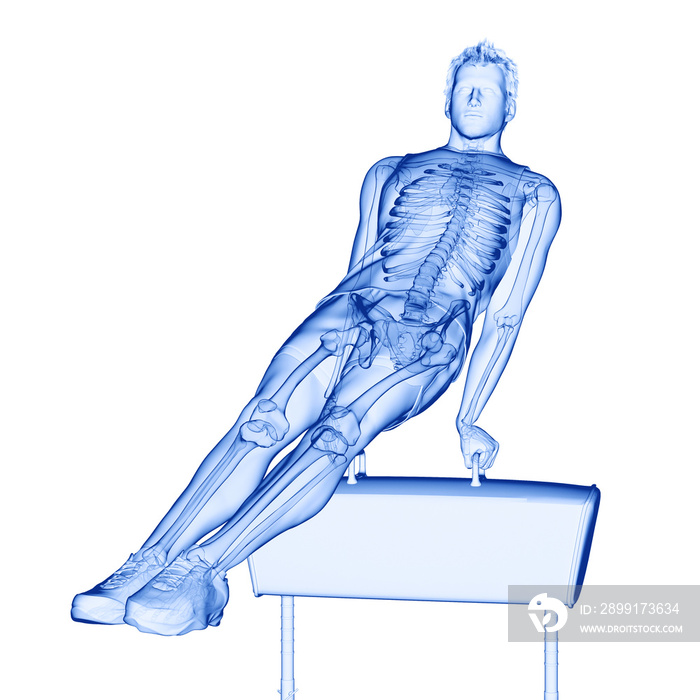 体操运动员骨骼的三维医学精确图示