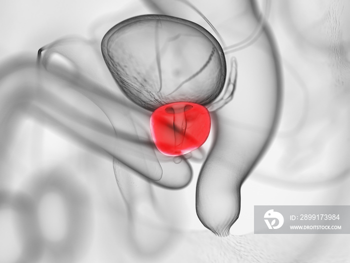 前列腺的三维医学精确图示