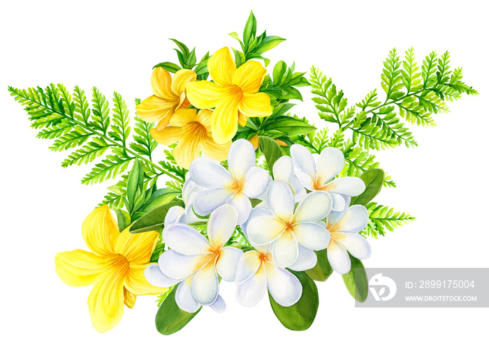一束孤立的白色背景上的奇异花朵，黄色的热带李子花，