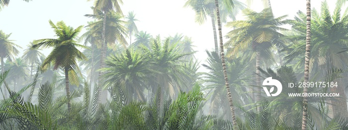 Jungle in the fog at sunrise, palm trees in the haze