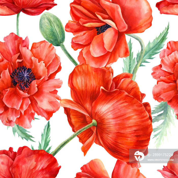 Red poppies flowers on isolated background, watercolor illustration.Beautiful seamless pattern