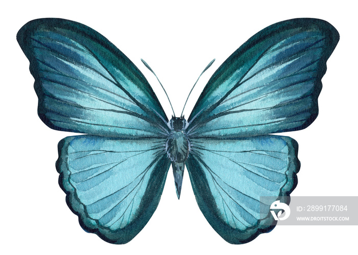 孤立的白色背景上的蓝色蝴蝶，水彩插图，手绘，绘画