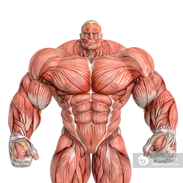 muscle maps of a strong man close up